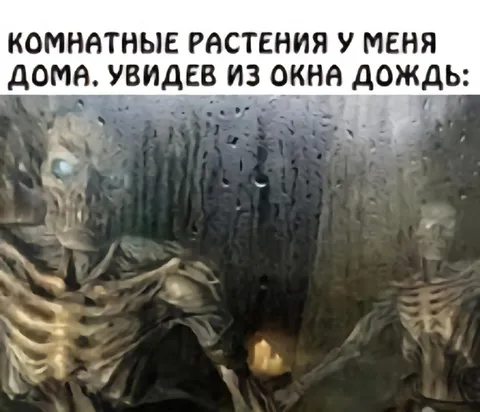 Комнатные растения под дождём
