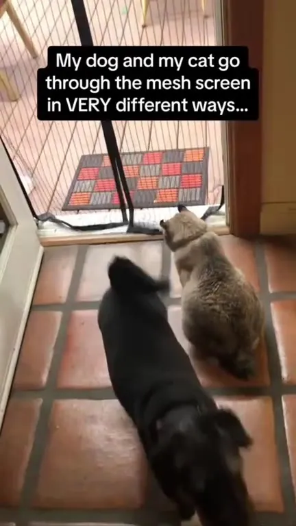 Dog and Cat Use the Screen Differently