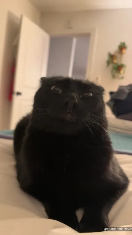 Кот смотрит в душу