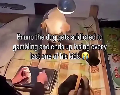 Bruno Loses His Puppies Gambling