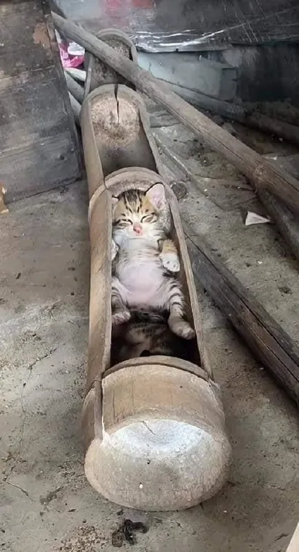 Кот в деревянной колоде
