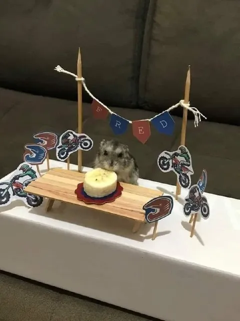 Hamster Motocross Birthday Party