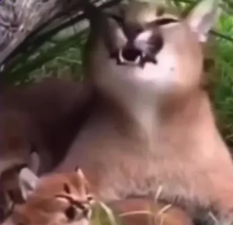 Смеющийся кот и котёнок