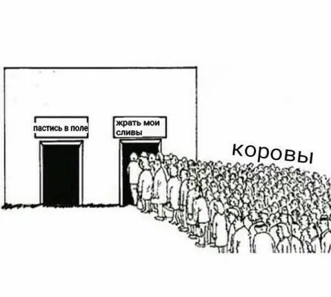 Коровы выбирают сливки