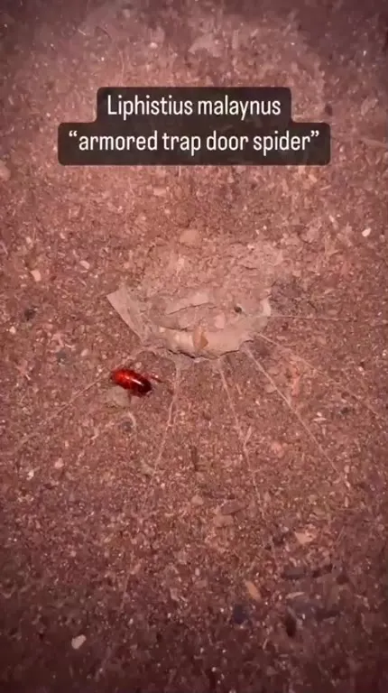 Armored Trapdoor Spider Reveal