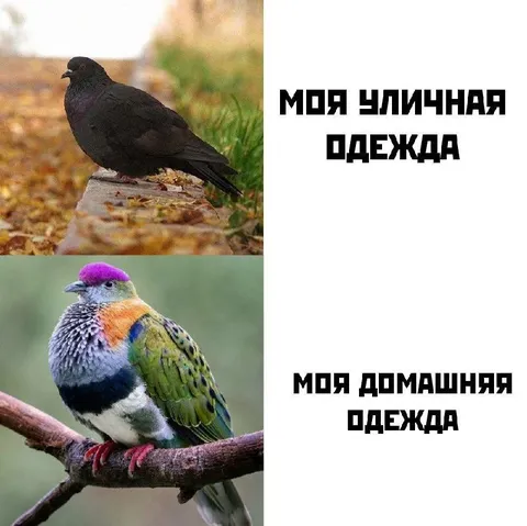 Уличная и домашняя одежда