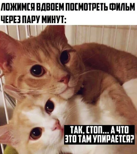 Котята смотрят фильм вдвоём