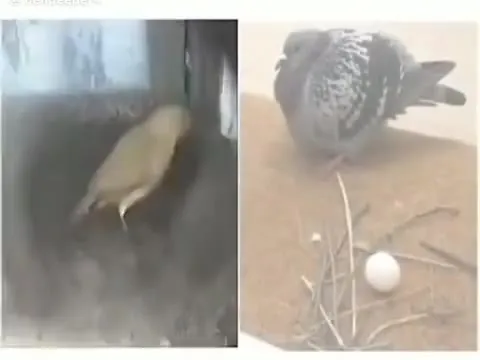 Птица в режиме дупстепа