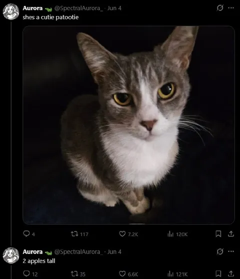 Two Apples Tall Cat