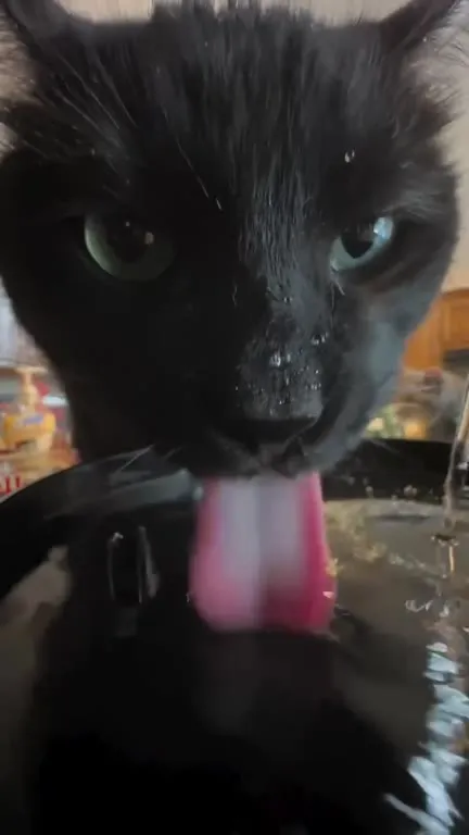 Коты пьют из фонтанчика