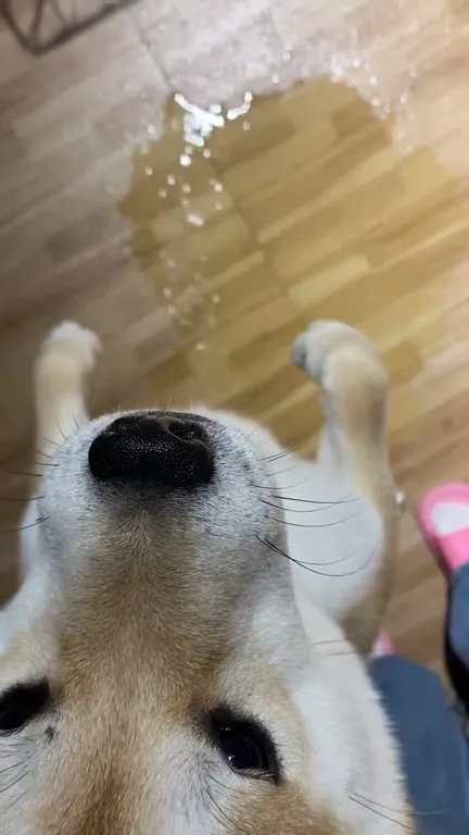 Собака слушает аккордеон