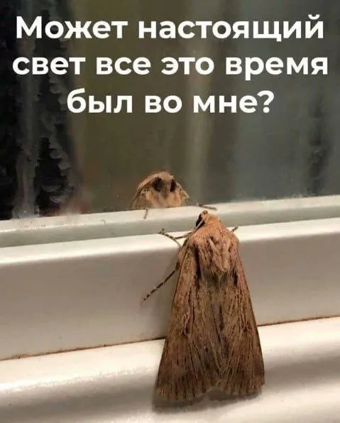 Моль ищет свет внутри себя