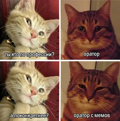 Кот-оператор с мемов