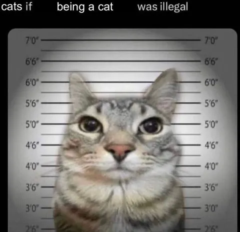 Cat Mugshot If Being a Cat Was Illegal