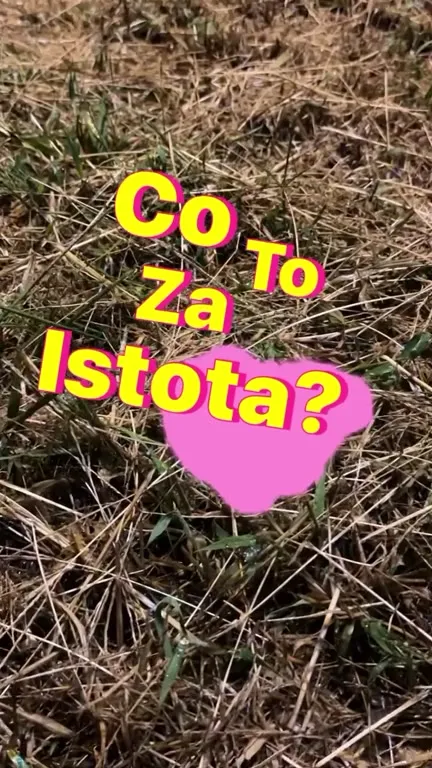 Co to za istota?