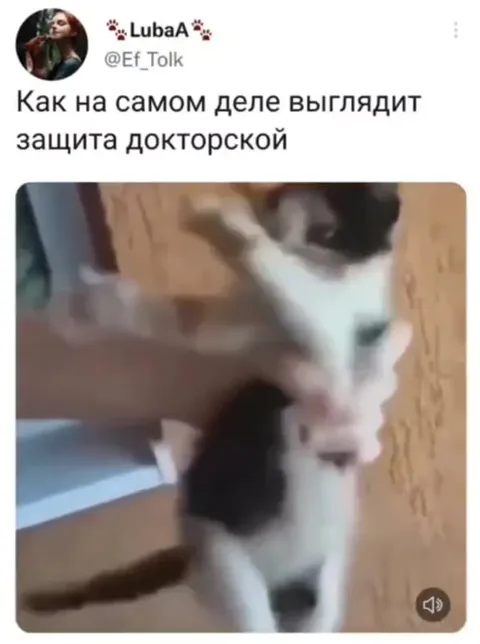 Защита докторской котёнком