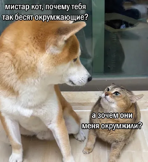 Почему кота бесят окружающие