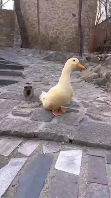 Утка несёт щенка