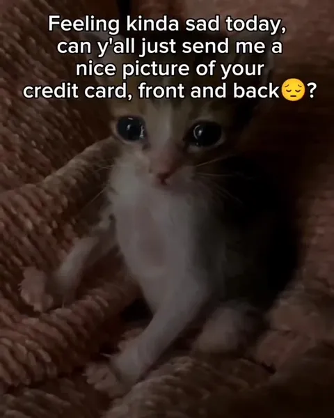 Sad Kitten Wants Your Credit Card