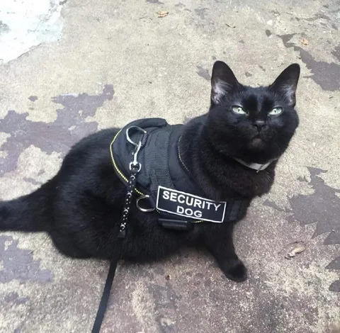 Security Dog Cat