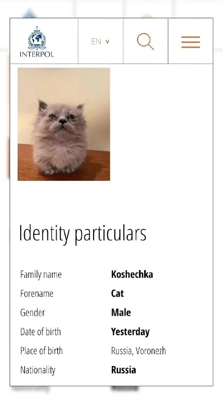 Interpol Cat Identity Card