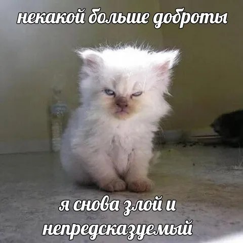 Злой и непредсказуемый котёнок