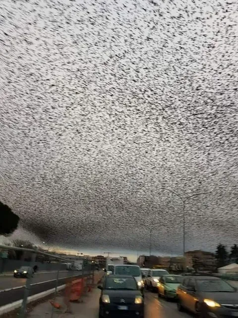 Небо из тысяч птиц