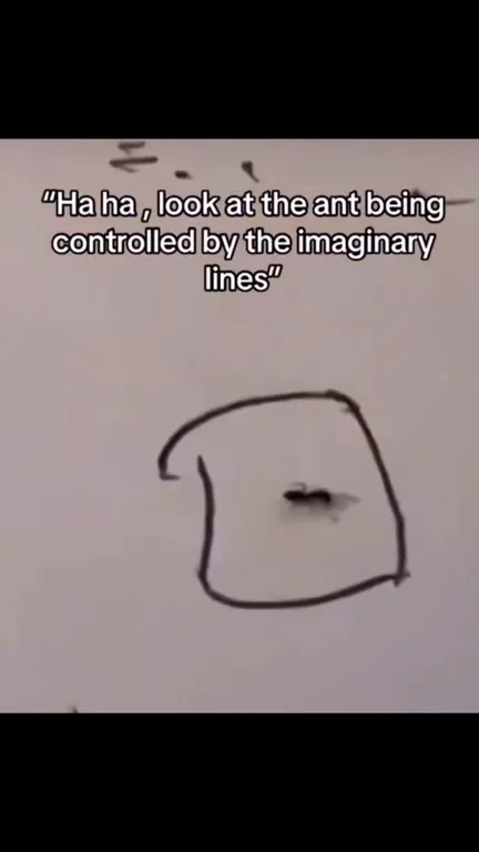 Ant Laughs at the Geneva Conventions