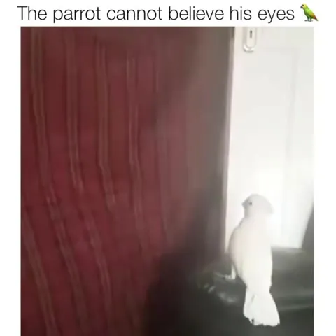Parrot Cannot Believe His Eyes