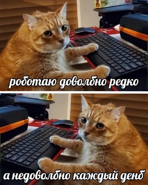 Кот работает довольно редко