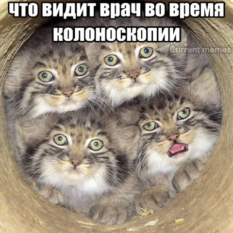 Что видит врач во время колоноскопии