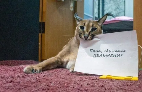 Папа, где наши пельмени?