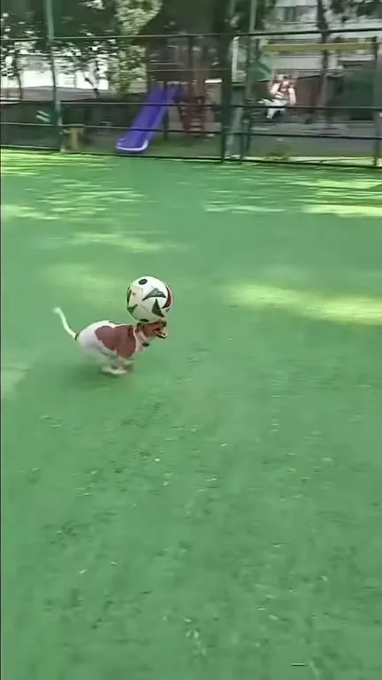 Собака играет в футбол