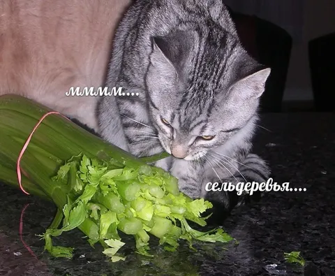 Кот нюхает сельдерей