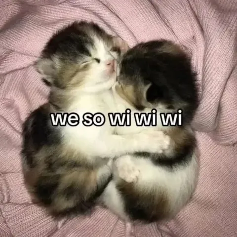 We So Wi Wi Wi Kittens