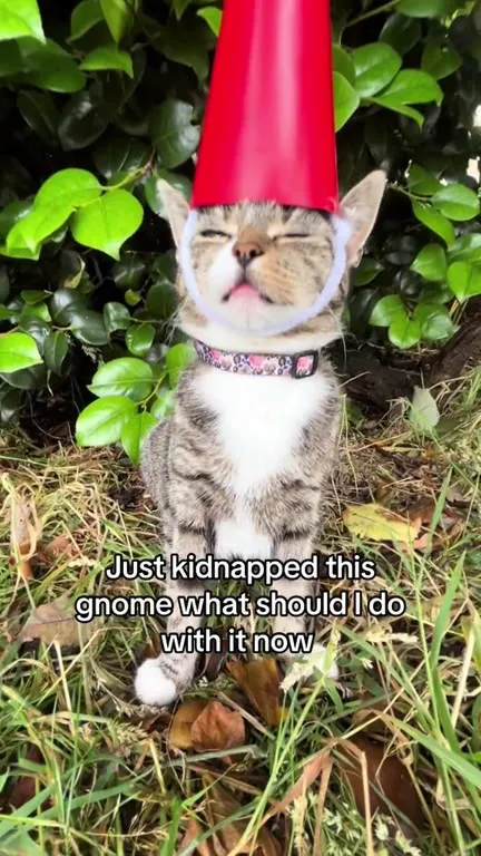 Kidnapped Gnome Cat