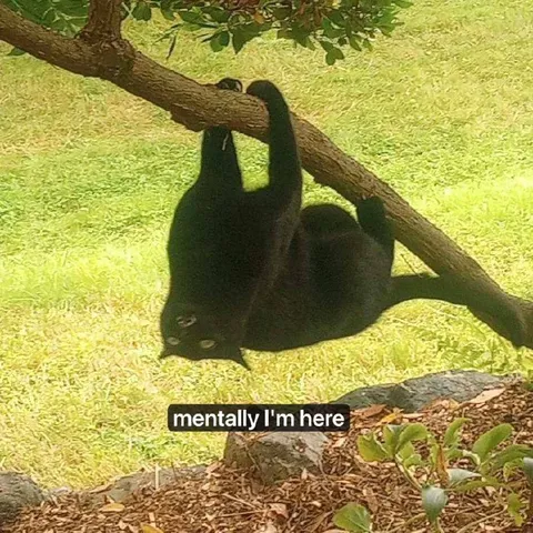 Mentally I’m Here Sloth