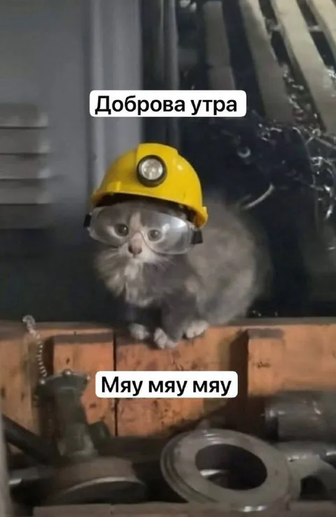 Доброе утро, мяу-мяу
