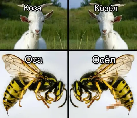 Коза, козёл, оса и осёл