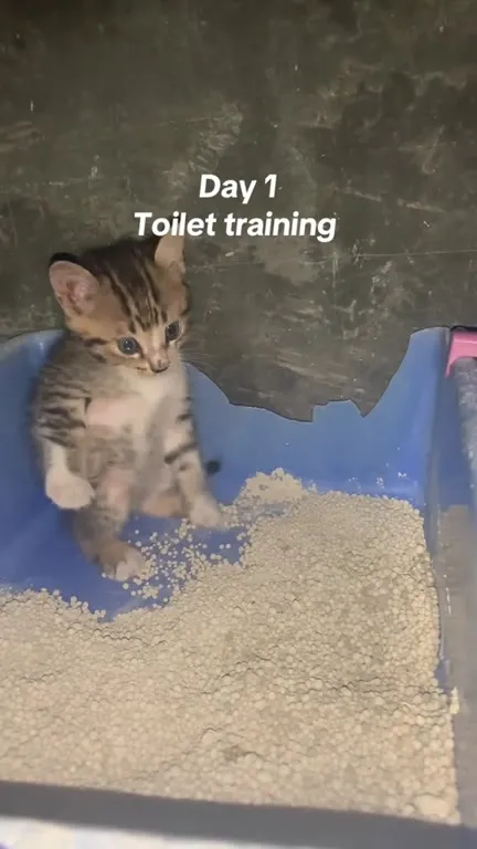 Day One Toilet Training Kitten