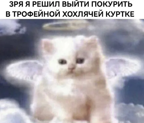 Кот в трофейной куртке