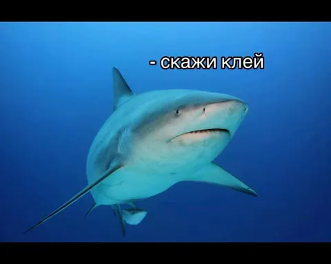 Акула говорит «клей»