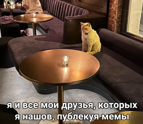 Кот среди найденных друзей