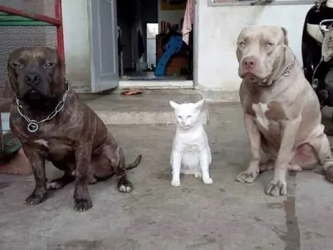 Кот среди питбулей