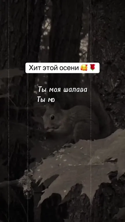 Хит этой осени про белку