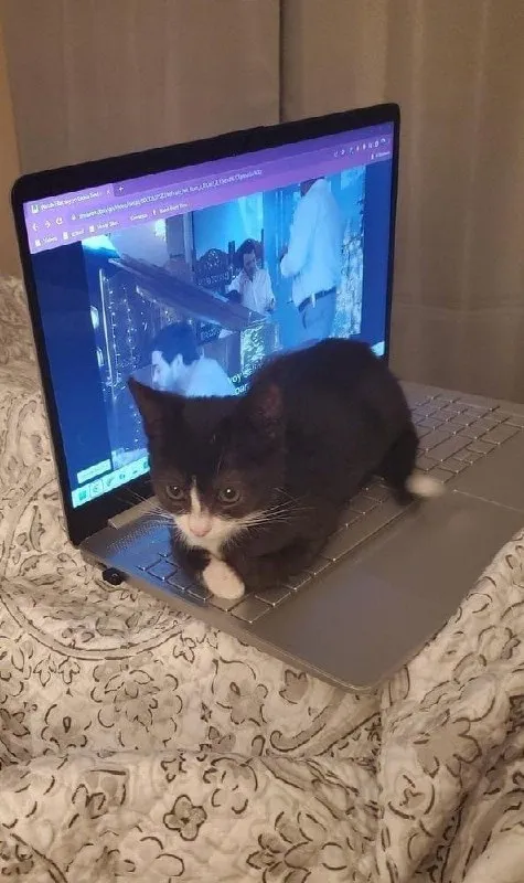 Кот занял ноутбук