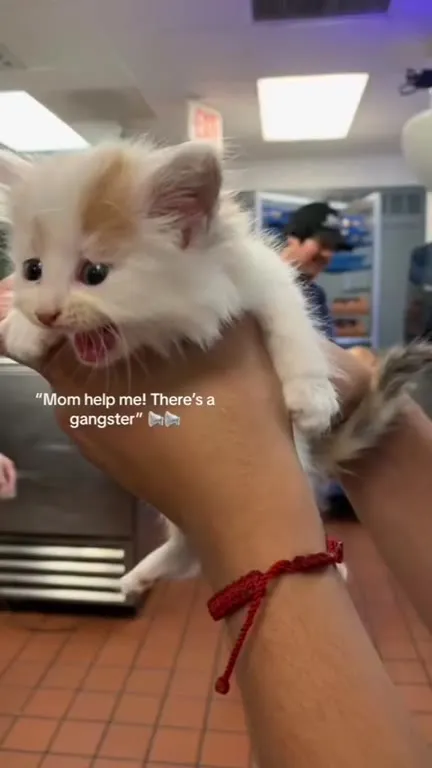 Kitten Denies Being a Gangster