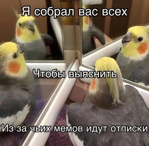 Попугай выясняет причину отписок