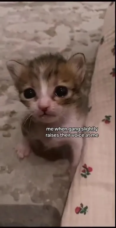 Kitten When Gang Raises Their Voice