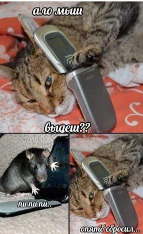Кот звонит мыши